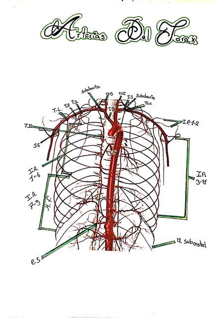 Arterias del tórax Daniela Galarza Caballero uDocz