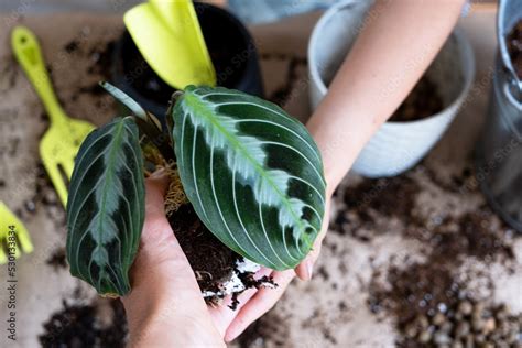 Zdj Cie Stock Girl Replant A Potted Houseplant Maranta Into A New Soil