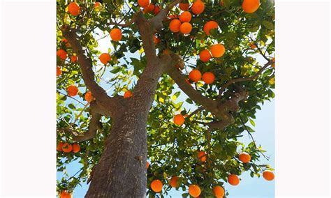 Chi abbatte un albero è un mio nemico Ponza Racconta