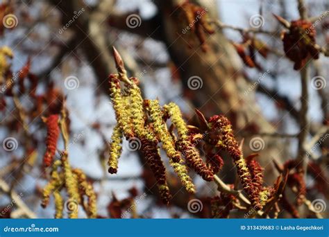 Flowers Of Populus Deltoides Eastern Cottonwood Tbilisi Georgia