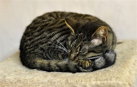 Cat Sleeping Positions And What They Mean - The Animal Rescue Site News