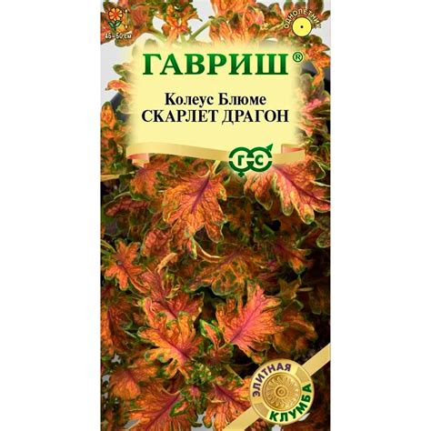 Купить Колеус Скарлет Драгон 4шт недорого по цене 36руб.|Garden-zoo.ru