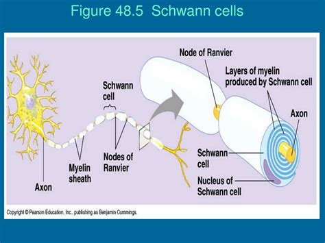 PPT Neurons Synapses And Signaling PowerPoint Presentation Free