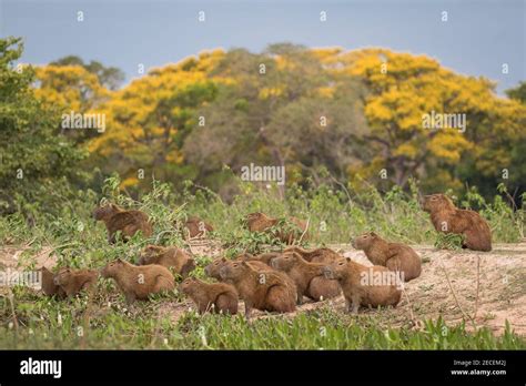 Humedales Del Pantanal Fotograf As E Im Genes De Alta Resoluci N Alamy