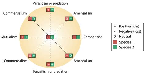 Interactions Among Microbial Populations Plantlet