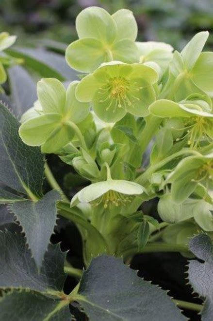 Helleborus Argutifolius Pacific Frost Devil Mountain Wholesale Nursery