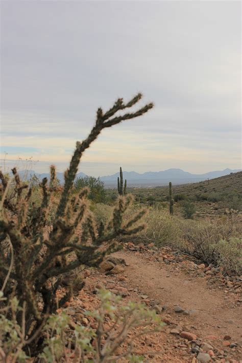 Arizona Cactus Desert - Free photo on Pixabay - Pixabay