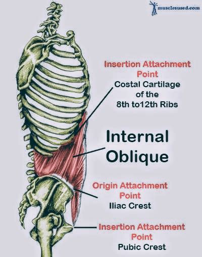 Abdominal Internal Oblique muscle - PT Master Guide