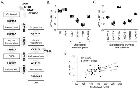 (A) Enzymes and intermediates in the steroid bio-synthetic pathway ... 