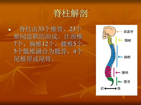 脊柱的解剖pptword文档在线阅读与下载无忧文档