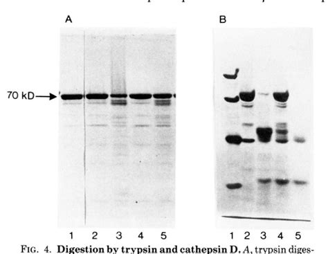 Figure 1 From A PH Dependent Reversible Conformational Transition Of