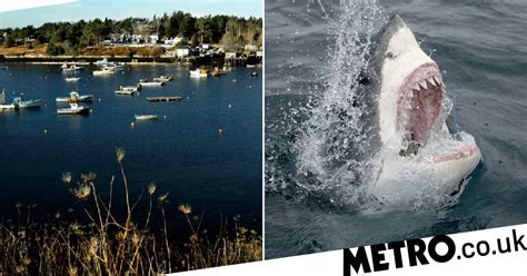 Swimmer Killed By Great White Shark As She Swam Off Maine Coastline