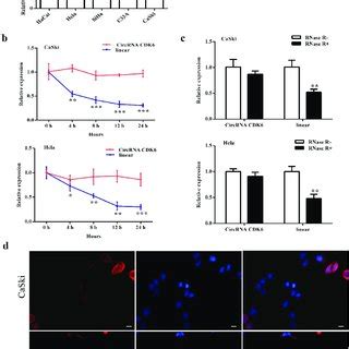 Silencing Circcdk Influences The Function Of Cervical Cancer Cells A