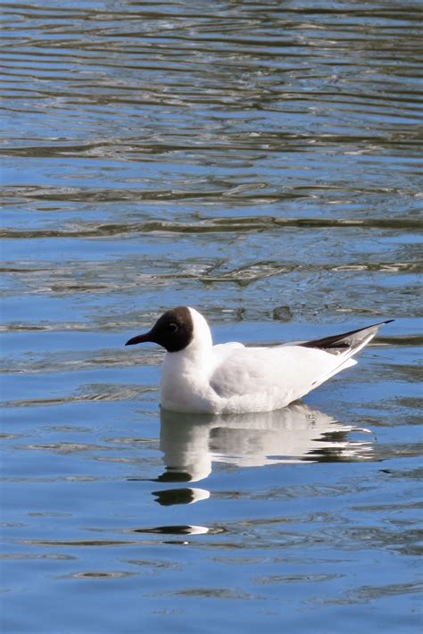 Black headed gull | BirdForum