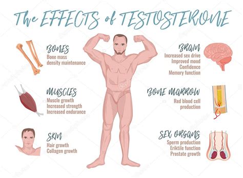 Infografías De Los Efectos De La Testosterona 2023