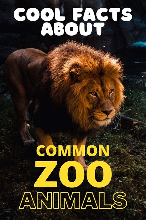 Cool Facts About Common Zoo Animals: Picture Book, Animal Book, Book of ...