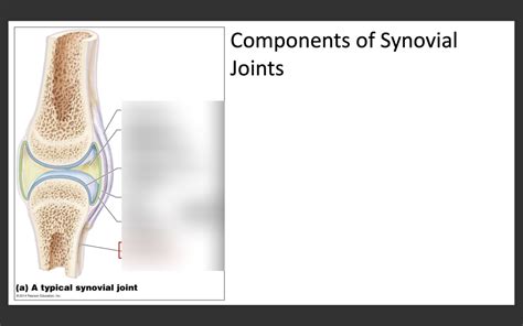 Synovial Joints Diagram Quizlet