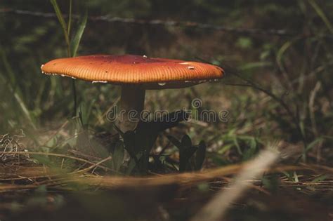 Amanita Muscaria Rode Giftige Agarische Vliegenpaddenstoel In Het Bos