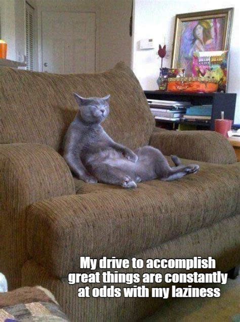 A Conundrum Lolcats Lol Cat Memes Funny Cats Funny Cat