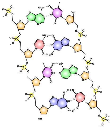 Proteinsynthese