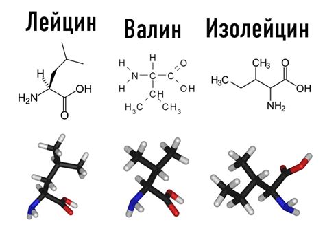 Что такое BCAA (БЦАА)?