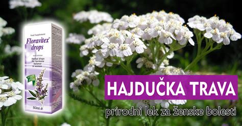 Hajdu Ka Trava Prirodni Lek Za Enske Bolesti Mediflora