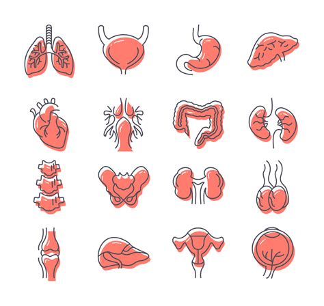 Internal Organs SVG