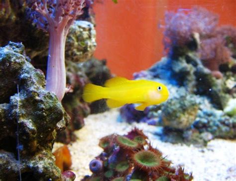 Clown Goby Yellow Gobiodon Okinawae Photos