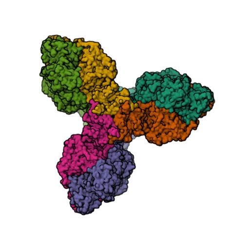 Rcsb Pdb P T Single Particle Cryo Em Structure Of The Homohexameric