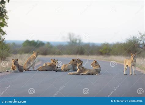 Lion pride stock photo. Image of sundown, pride, wildlife - 174876316