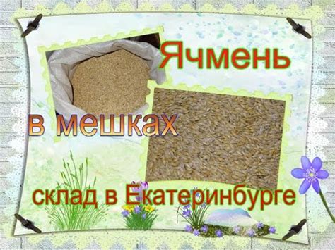 Ячмень фуражный продам - YouTube