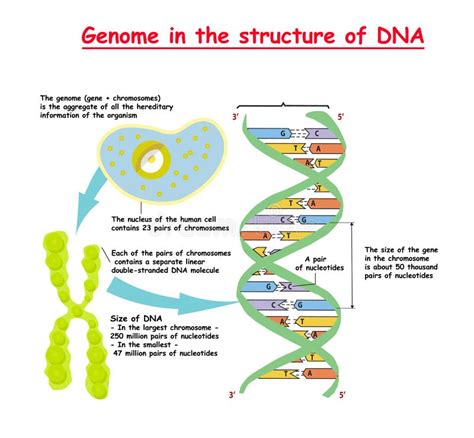 43+ Genome Free Stock Photos - StockFreeImages