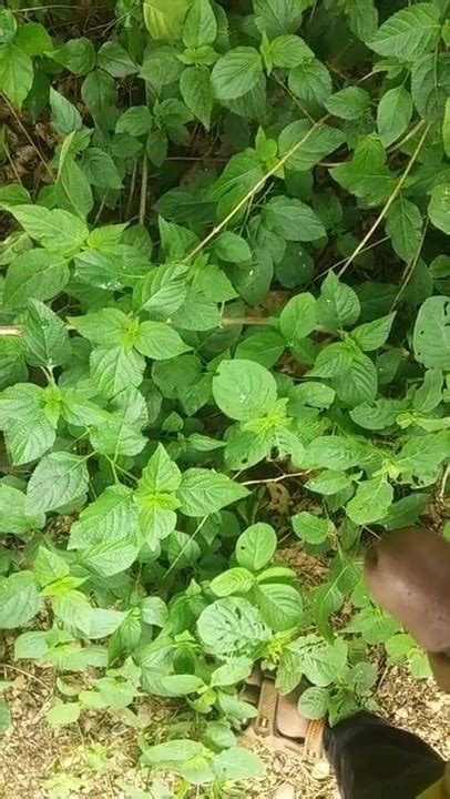 Gujju Cumshot In Jungle Gay Man Man Porn Xhamster