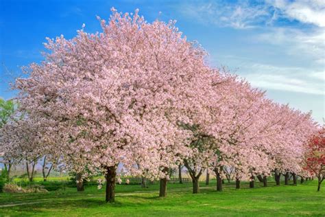 10 Interesting Facts About Cherry Blossoms You Didn't Know - Farmers' Almanac - Plan Your Day ...