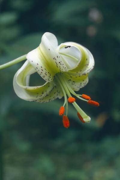 Lilium Ledebourii