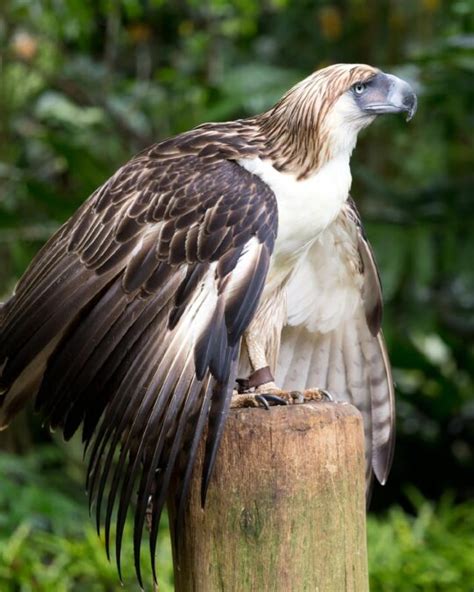 Saving the Philippine Eagle: Immediate Action Needed to Protect Nesting ...