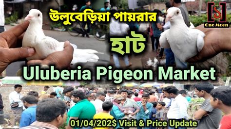 Uluberia Pet Market Recent Exotic Pigeon S Price Update At Uluberia