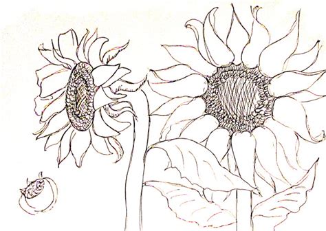 How To Draw Sunflowers