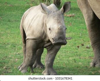 Baby White Rhino Stock Photo 1031678341 | Shutterstock