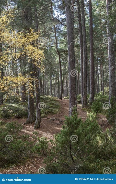 Scots Pine In Caledonian Forest At Abernethy In The Highlands Of