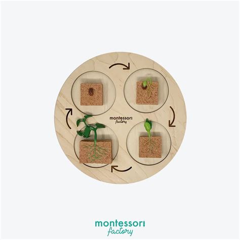 Life Cycle Of A GREEN BEAN Montessori Material Educational Toy