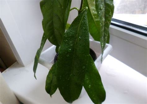 Хойя (восковой плющ): неприхотливая цветущая лиана - HappyModern.RU