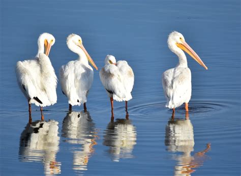 American White Pelican