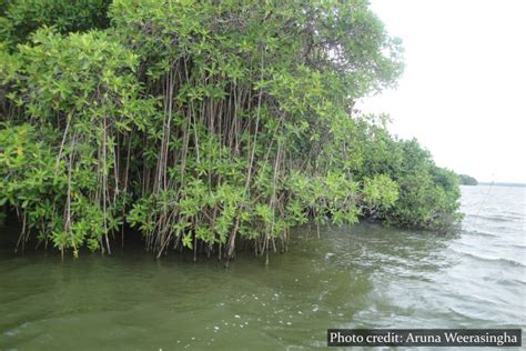 Boat Ride In Negombo Lagoon Cross Country Travels Sri Lanka