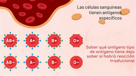 Solution Grupos Sangu Neos Studypool