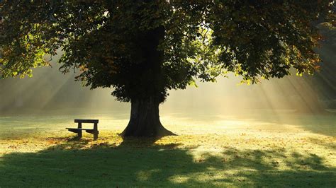 Tree P High Quality Lone Tree Country Roads Tree Bench