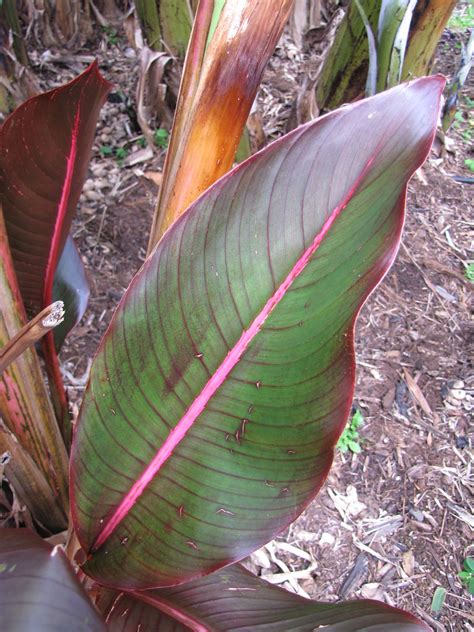 Starr Heliconia Indica Leaves Pink And Red Col Flickr