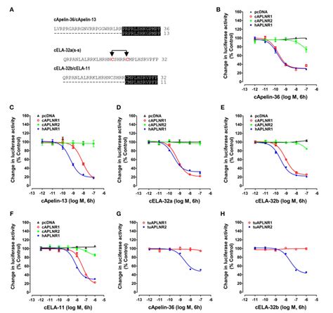 Characterization Of The Apelin Elabela Receptors APLNR In Chickens