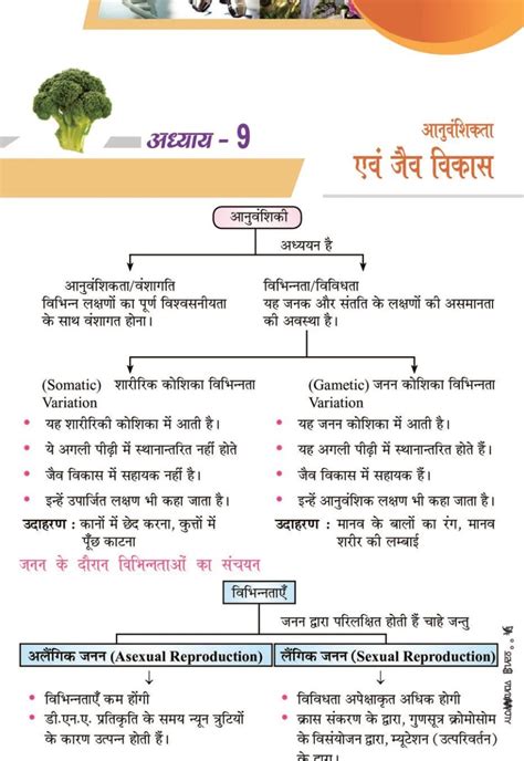 आनुवंशिकता एवं जैव विकास नोट्स कक्षा 10 विज्ञान Notes In Hindi Oneedu24