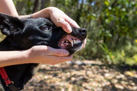 Identifying a Dingo — Dingo Advisory Council